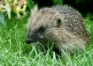 Hedgehog